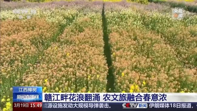 彩色油菜花 农田变身“调色板”