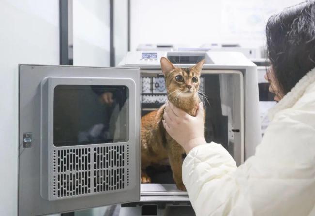 花8000元找猫 结果就在屋里