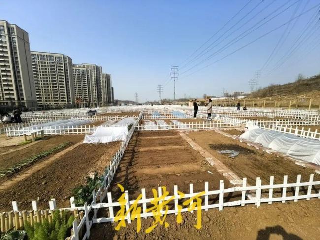 济南这片“共享菜园”为啥这么火?记者实地探访