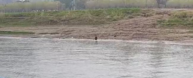 5名水上城管接力救回落水女子 11分钟生死救援