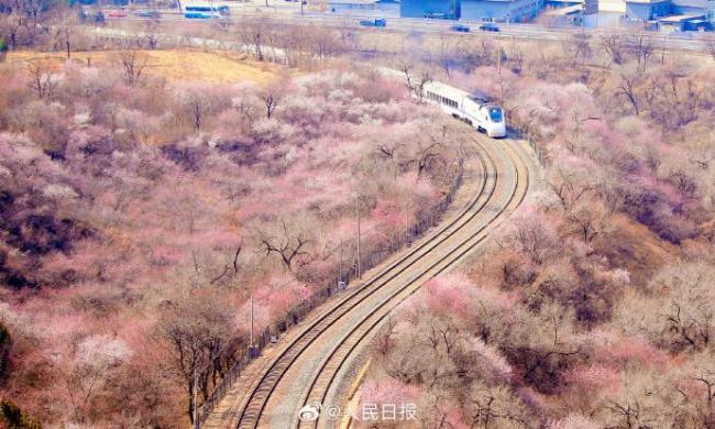 年度限定！北京今年的花海列车上线了