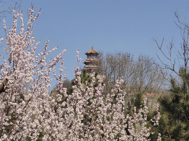 首钢园山桃盛开美景独特 工业遗存映衬春色