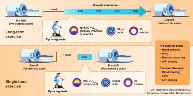 坚持运动3个月大脑悄悄焕新 代谢垃圾清除加速