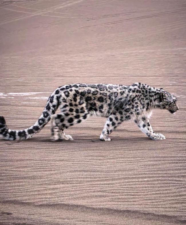 雪豹迷路现身吐鲁番沙漠