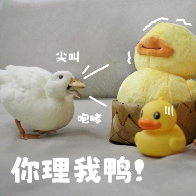 “雪山救狐狸”的AI风吹到了蔡依林 全民共创的狂欢密码