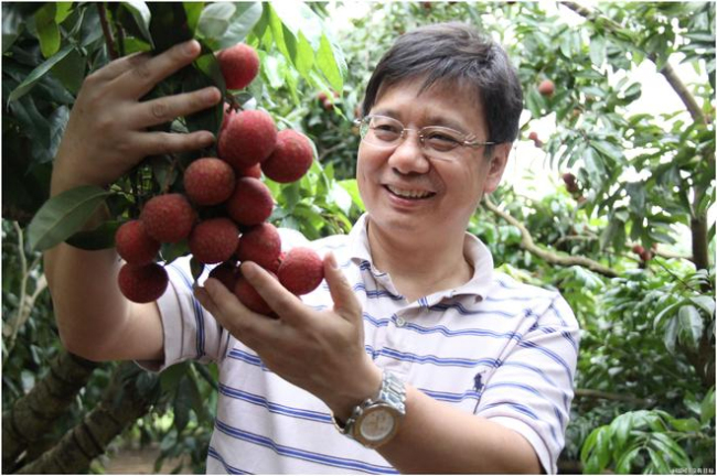 今年荔枝减产原因