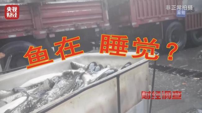 央视曝活鱼被人为麻醉乱象