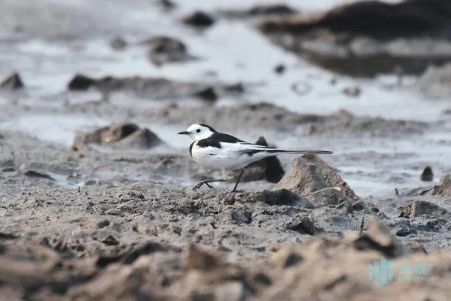 松花江畔偶遇“熊猫鸟” 春日惊喜现身