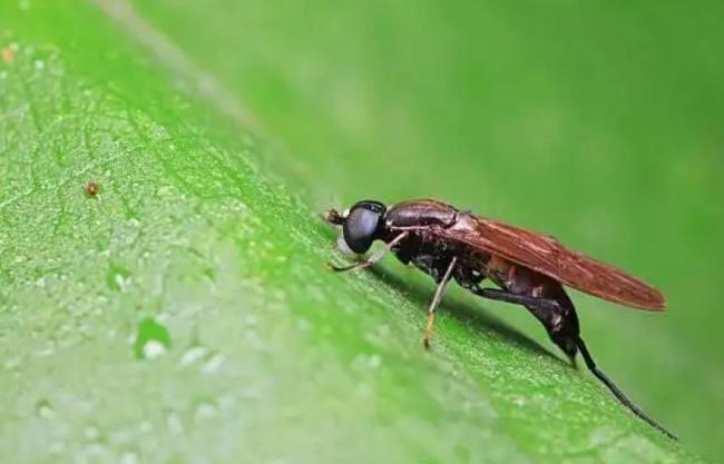 茅台跨界做宠物粮 酱香虫粮引热议