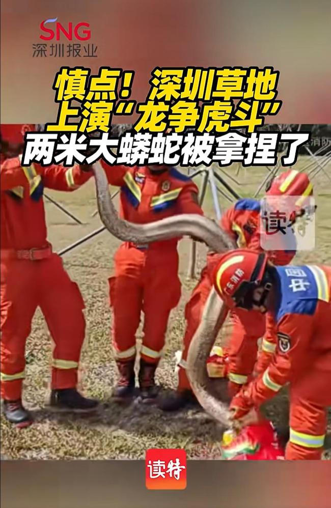 深圳一草地惊现超两米大蟒蛇 消防员合力“抓捕”