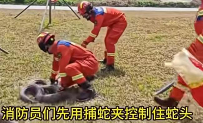 深圳一草地现超两米大蟒蛇
