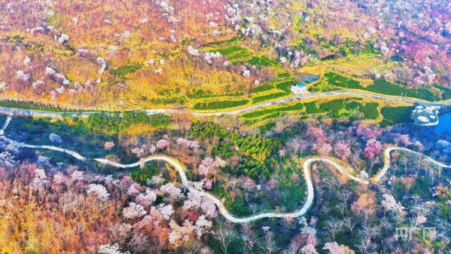 漫山花开绘就最美春日画卷