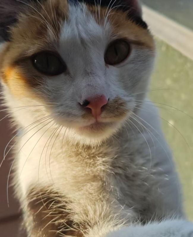 福建一中学生被指捅死校园流浪猫，教育局已介入处理