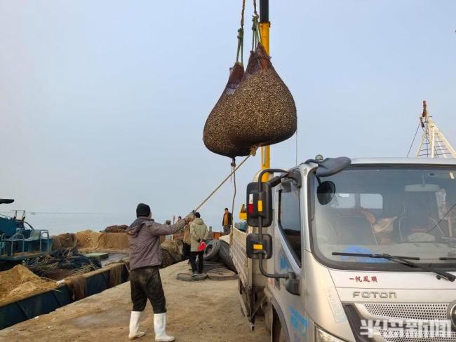 红岛蛤蜊来了一天超10万斤上岸 大丰收价更高