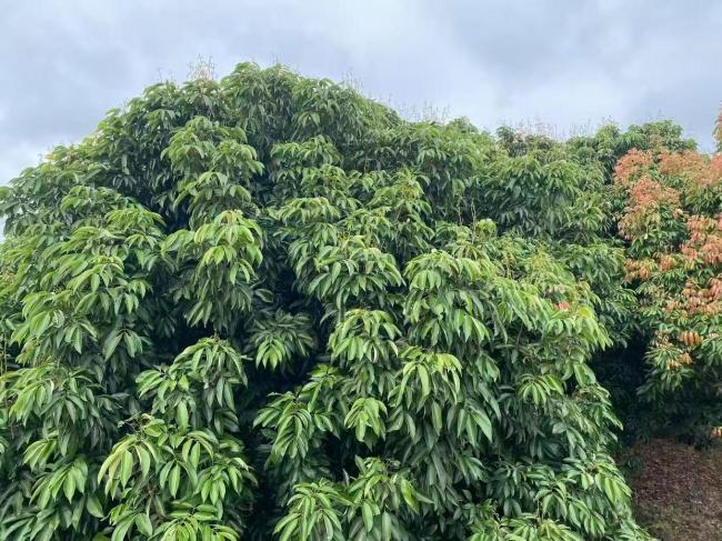 爱吃荔枝的人“天塌了” 桂味糯米糍严重减产