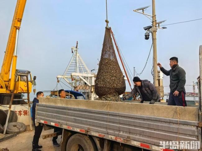 青岛人最爱的下酒菜来了！个头大、肥度高！一天超10万斤上岸 今年蛤蜊大丰收