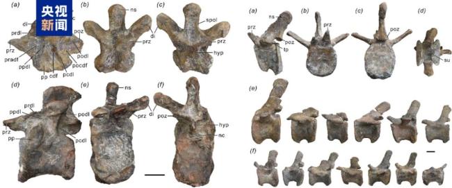 大理发现早侏罗世恐龙新属种 凤鸣祥云龙亮相