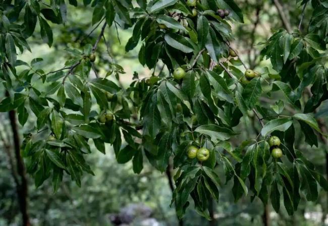 极危物种贵州山核桃野外回归