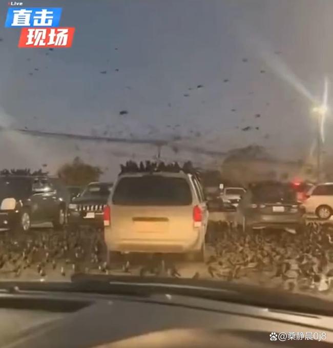 以色列特拉维夫上空现大量乌鸦 自然奇观引发热议