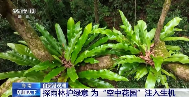 雨林探“花园” 来感受海南的“绿色脉搏”