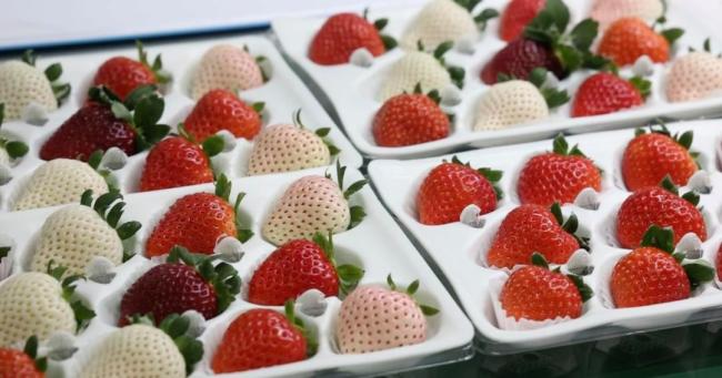 山东女孩种草莓在迪拜卖268一斤 创富之路跨越万里