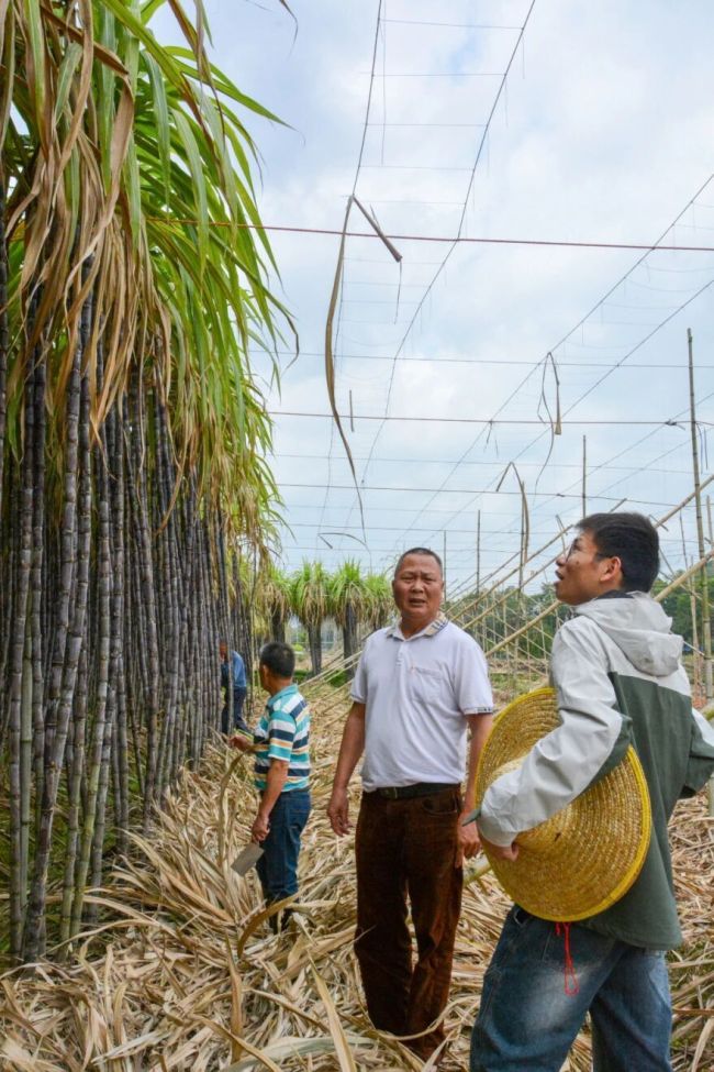 拿甘蔗爬山 登山神器走红网络