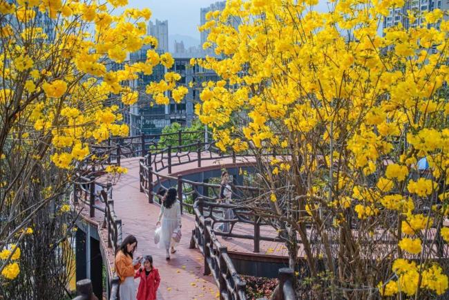 早春的花为什么是黄色的？