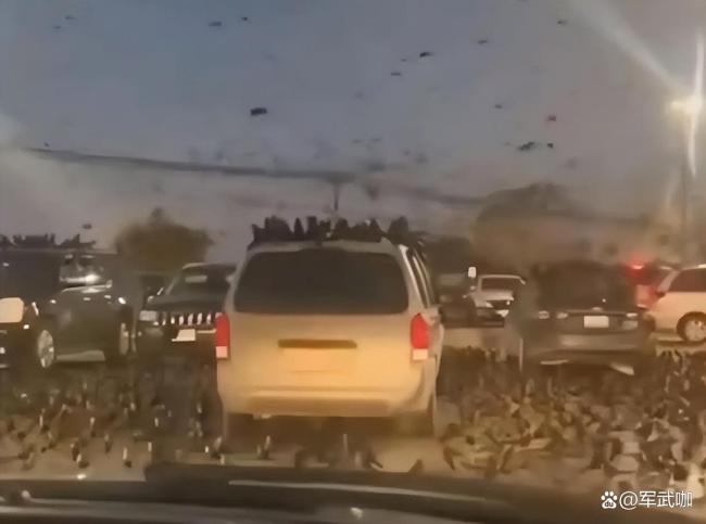 以色列惊现成千上万乌鸦 引发不祥猜测