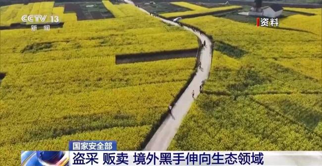 盗采 贩卖！境外黑手伸向生态领域 威胁国家生态安全根基