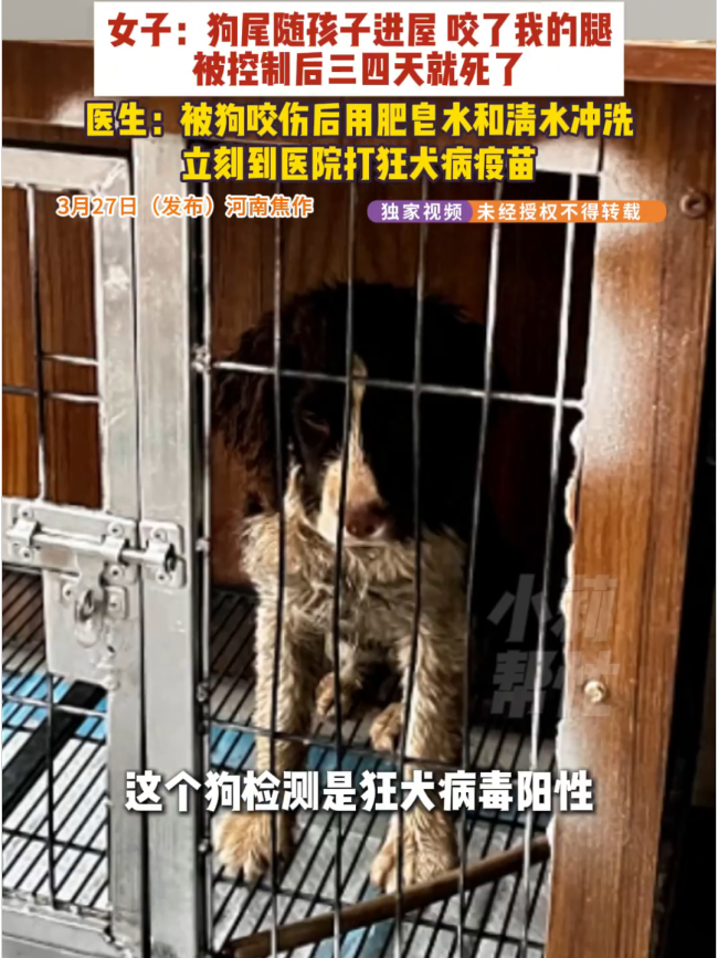女子被流浪狗咬傷3天后狗死了 狂犬病陽性引擔憂