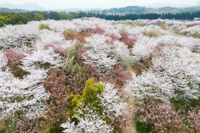 请查收春游贵州“优惠大礼包” 赏花体旅乐不停