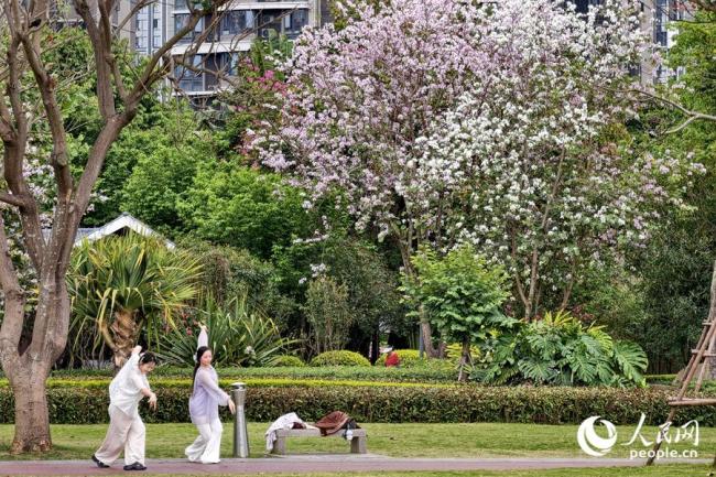 廈門：宮粉羊蹄甲花開滿城