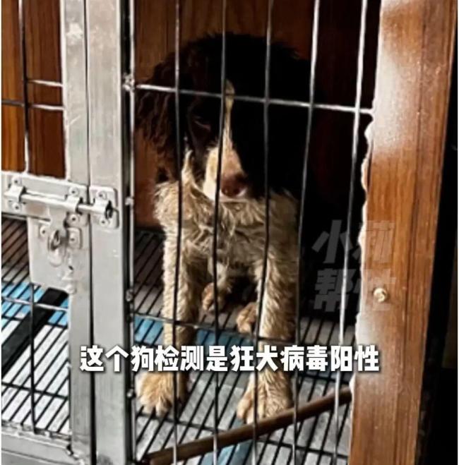 在家遭带狂犬病流浪狗咬伤女子发声 家门未关严致悲剧