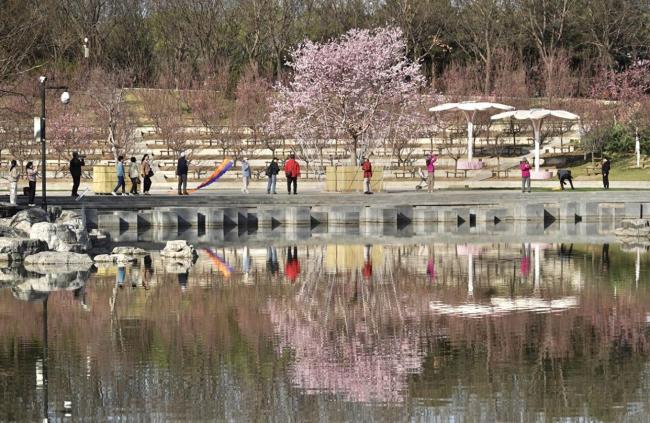 北京樱花瀑布要来了
