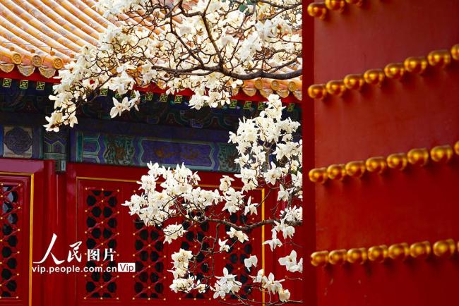北京：地坛公园玉兰花盛放