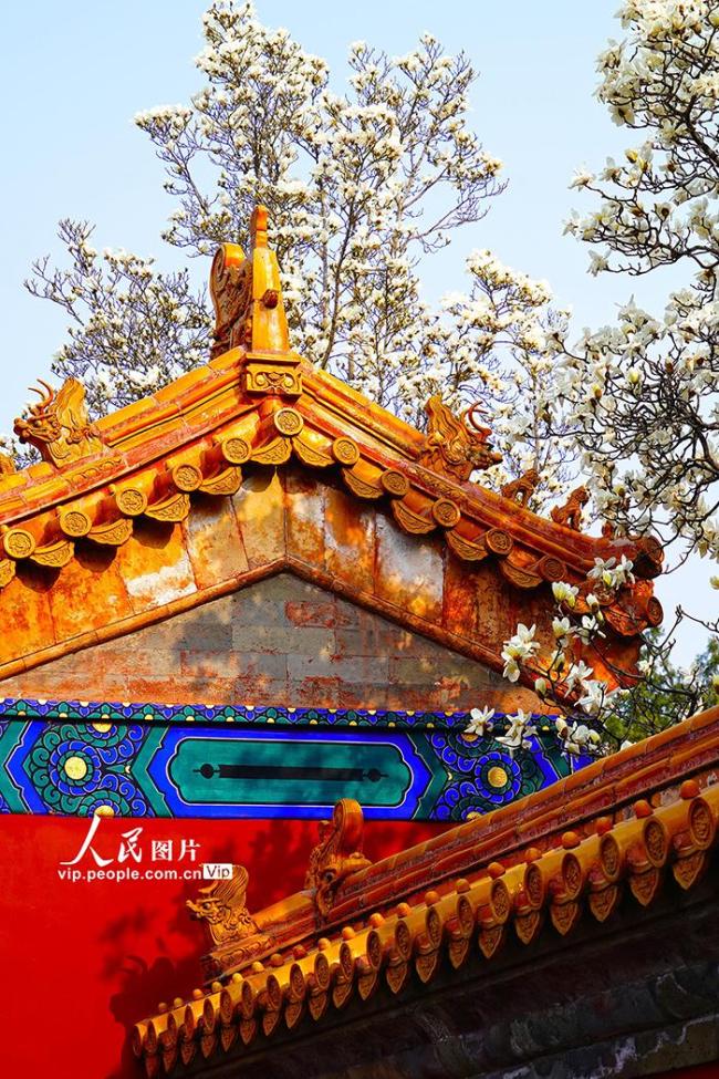 北京：地坛公园玉兰花盛放