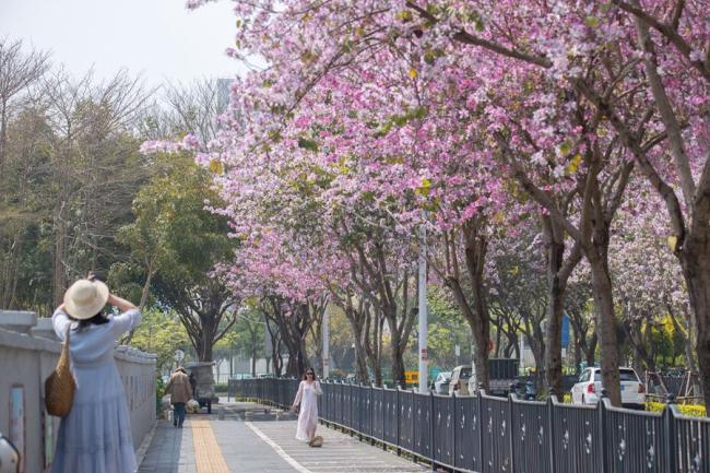 廈門：宮粉羊蹄甲花開滿城