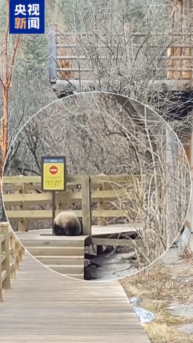 大熊猫重返九寨沟景区