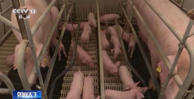 猪肉价格进入过度下跌一级预警区间