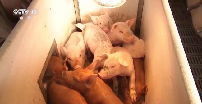 猪价进入过度下跌一级预警区间 供需失衡探底