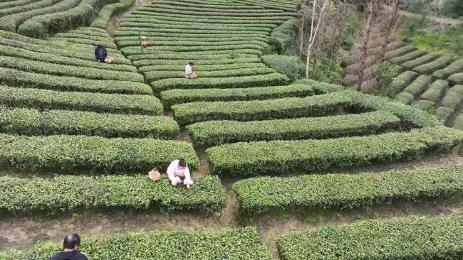 春耕一线扫描:精准施策 向新提质