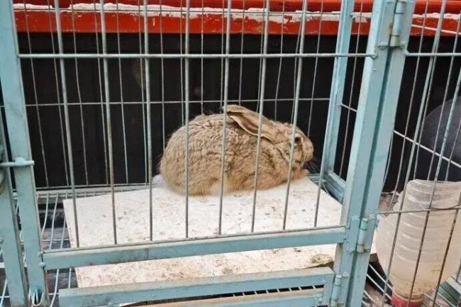 陕西须眉屡次罪犯狩猎野兔被刑拘