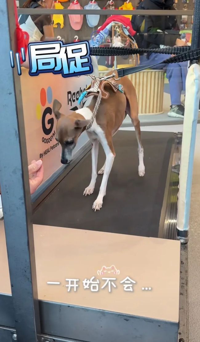 300元1次的宠物健身先把狗卷疯了 宠物健身热潮引发热议