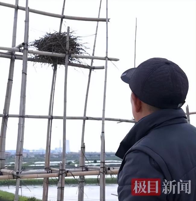 七旬老人停工半年只为守护一窝喜鹊 生态觉悟获赞