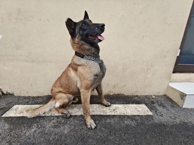 上海6只军犬退役面向社会招募领养人 寻找爱心新家