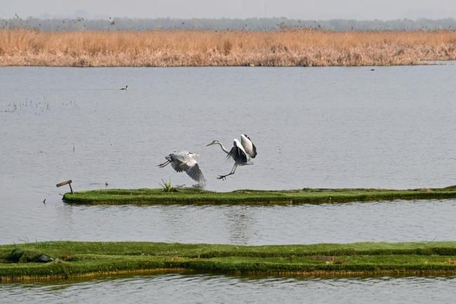 极危物种青头潜鸭全球首次野化放飞 十年探索终见成效