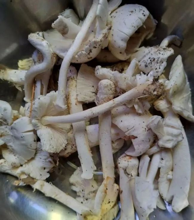 男子吃毒蘑菇王换血抢回一条命