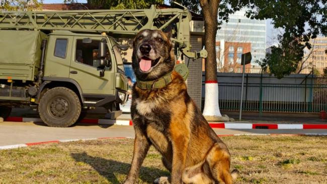 上海6只军犬退役面向社会招募领养人 寻找爱心新家