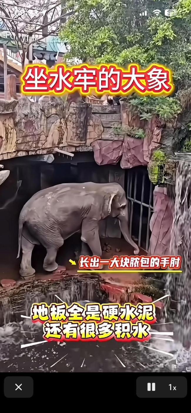 景区施工大象被指像坐水牢