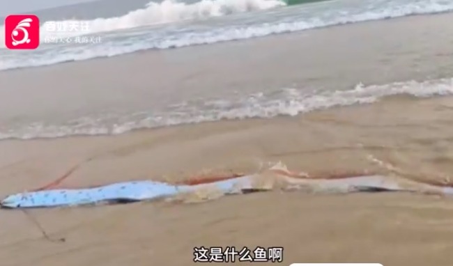 国产又色又爽又黄的免费软件